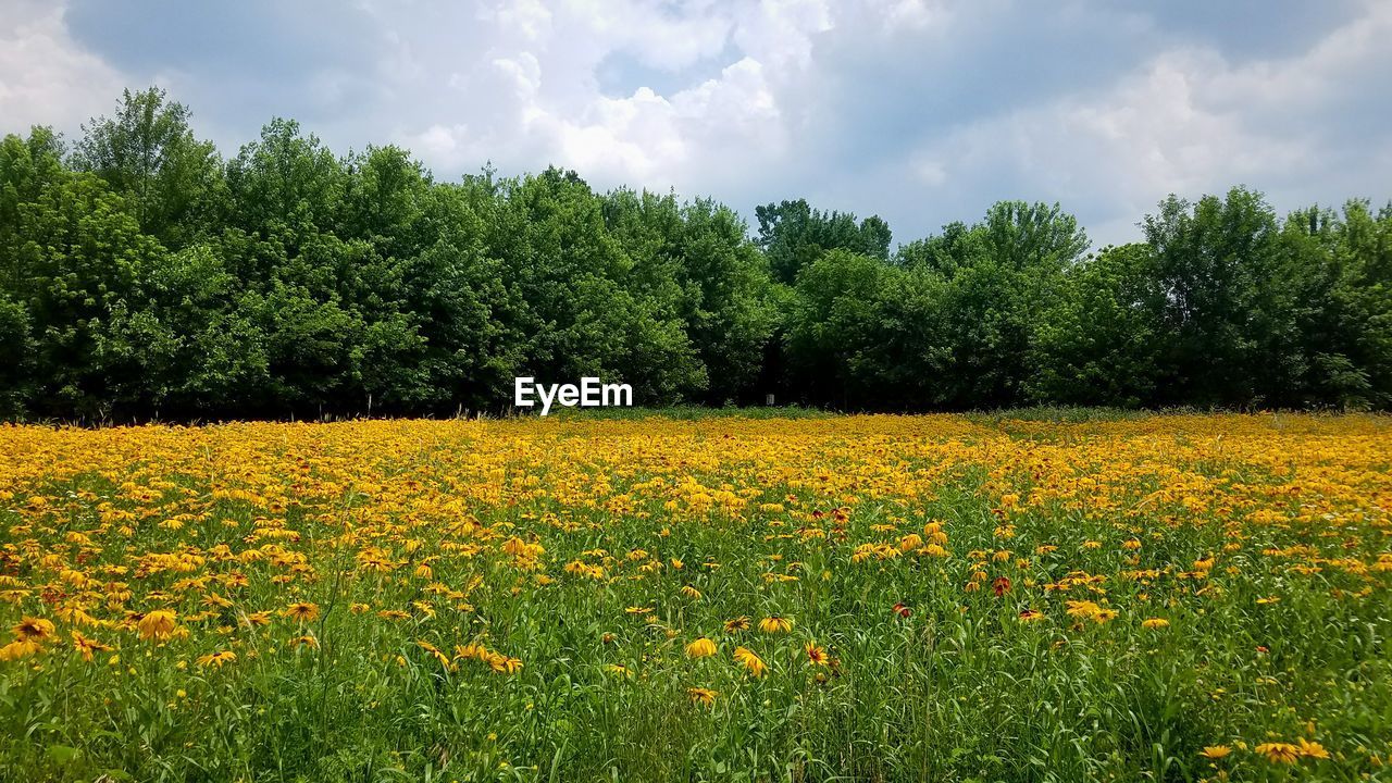 YELLOW FLOWERS GROWING ON FIELD AGAINST SKY