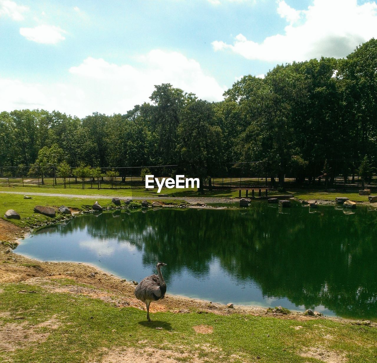 Ostrich by calm countryside lake against trees