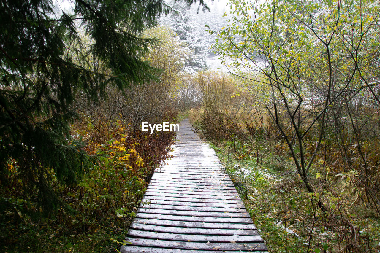 Footpath amidst trees in forest