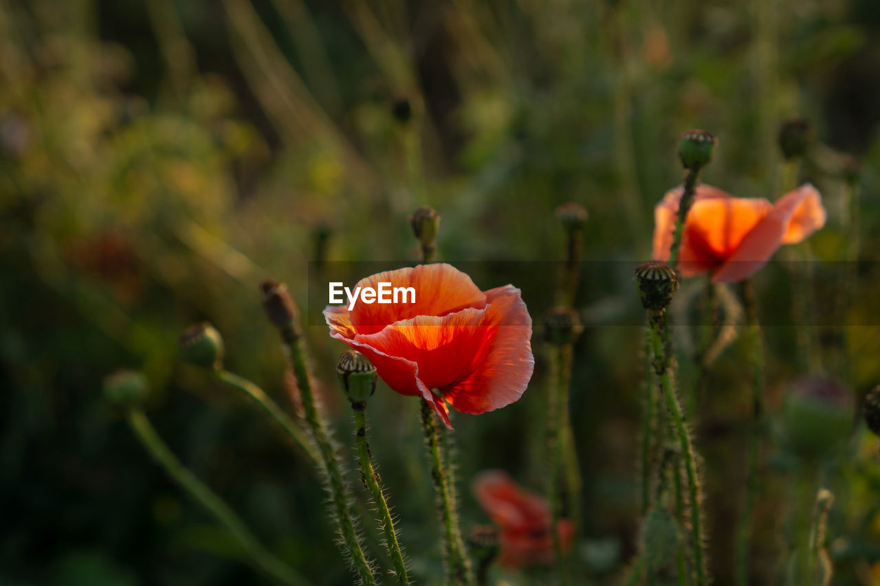 Field of orange petals of opium poppy flower blooming on blurry green leaves under sunlight evening