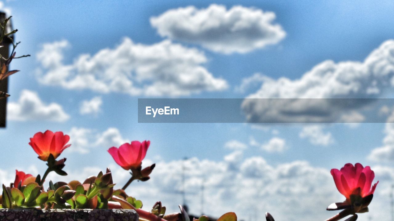 Close-up of pink flowers blooming against cloudy sky