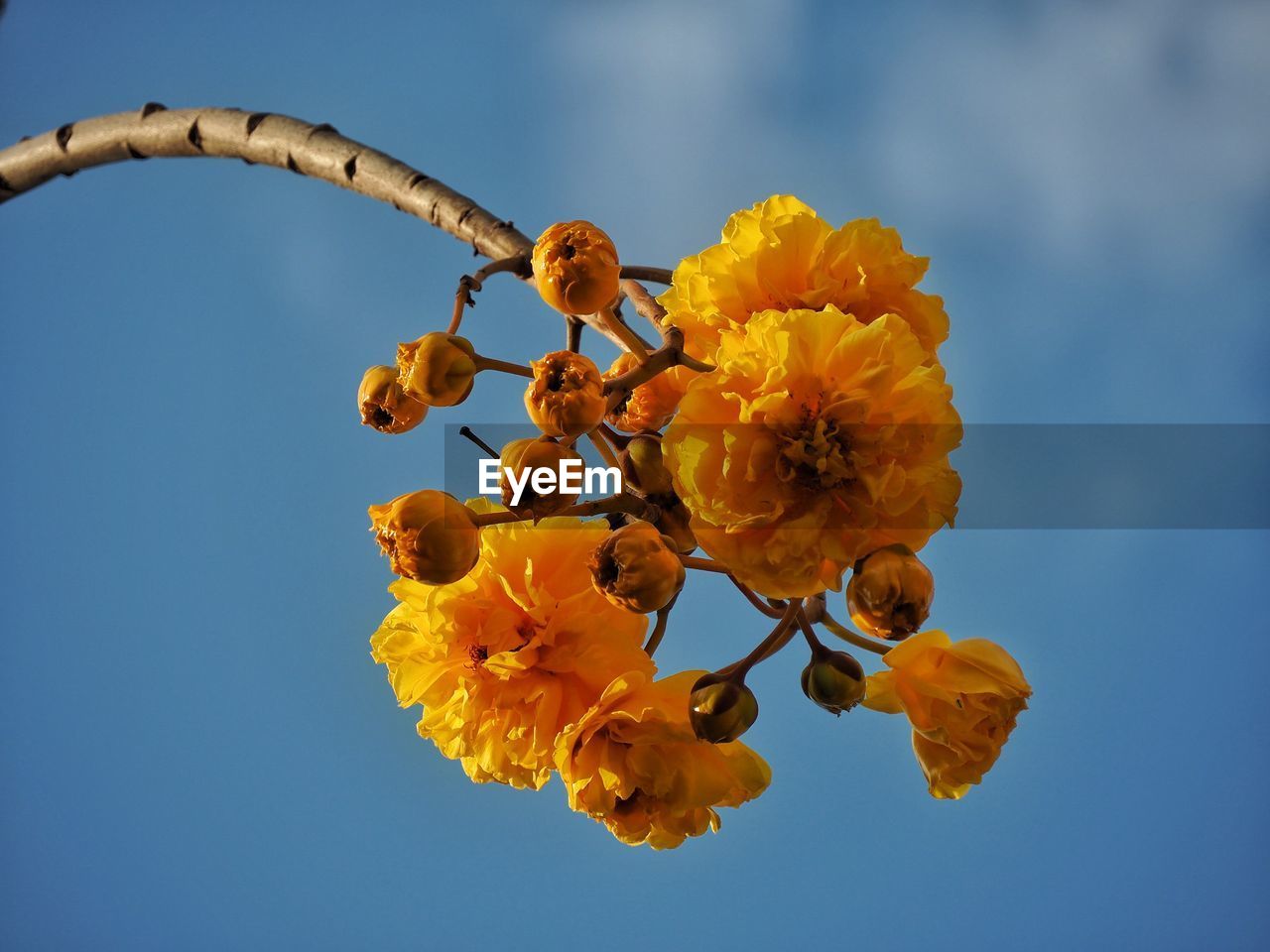 CLOSE-UP OF YELLOW FLOWERING PLANTS AGAINST BLUE SKY