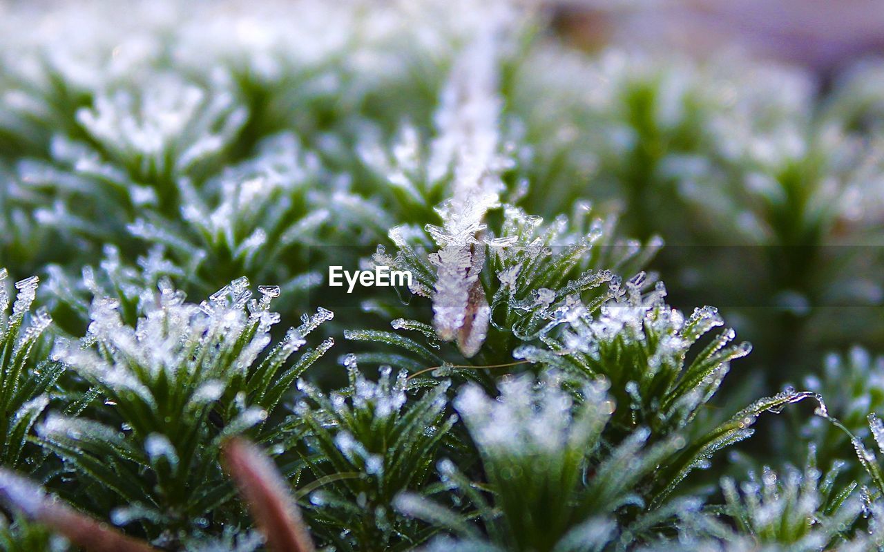 Close-up of frozen plants during winter