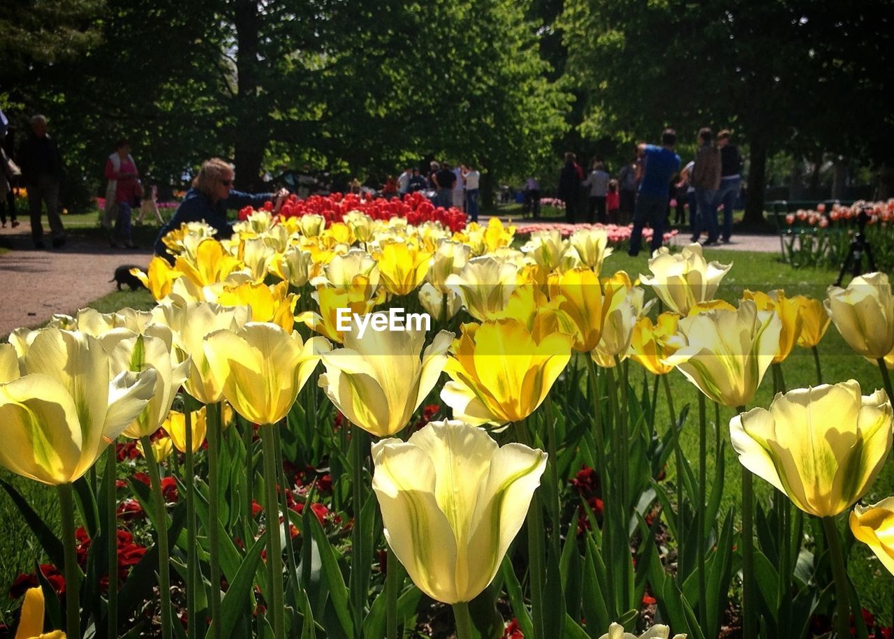 RED TULIPS BLOOMING IN FIELD