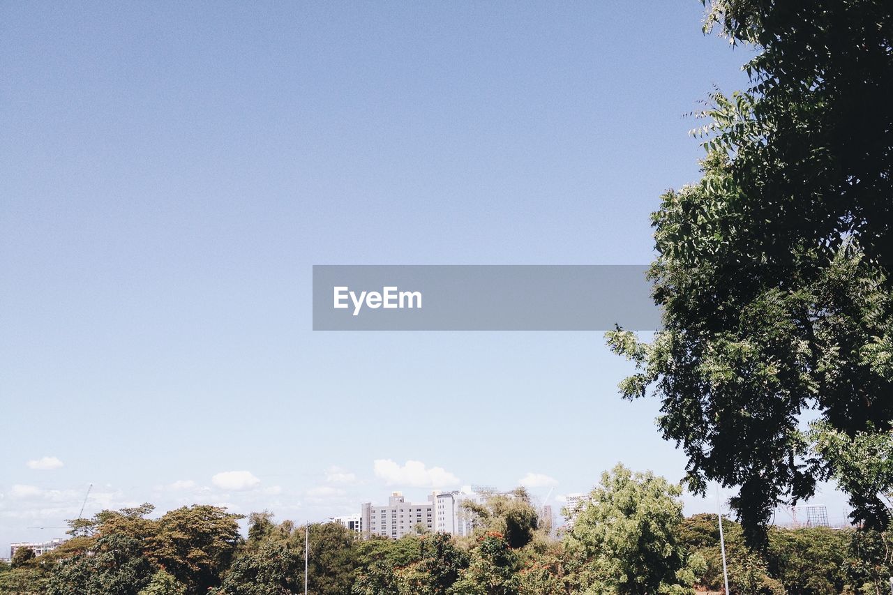 High section of trees against blue sky