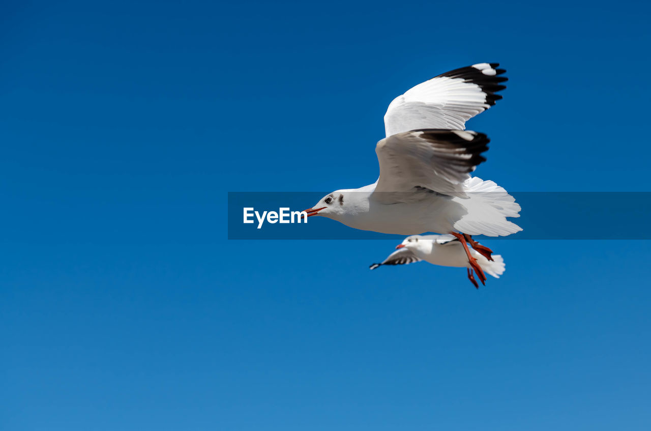 bird, animal, animal themes, animal wildlife, wildlife, flying, blue, gull, sky, one animal, seabird, clear sky, spread wings, animal body part, nature, copy space, no people, seagull, full length, motion, wing, low angle view, animal wing, sunny, mid-air, white, outdoors, day, beak