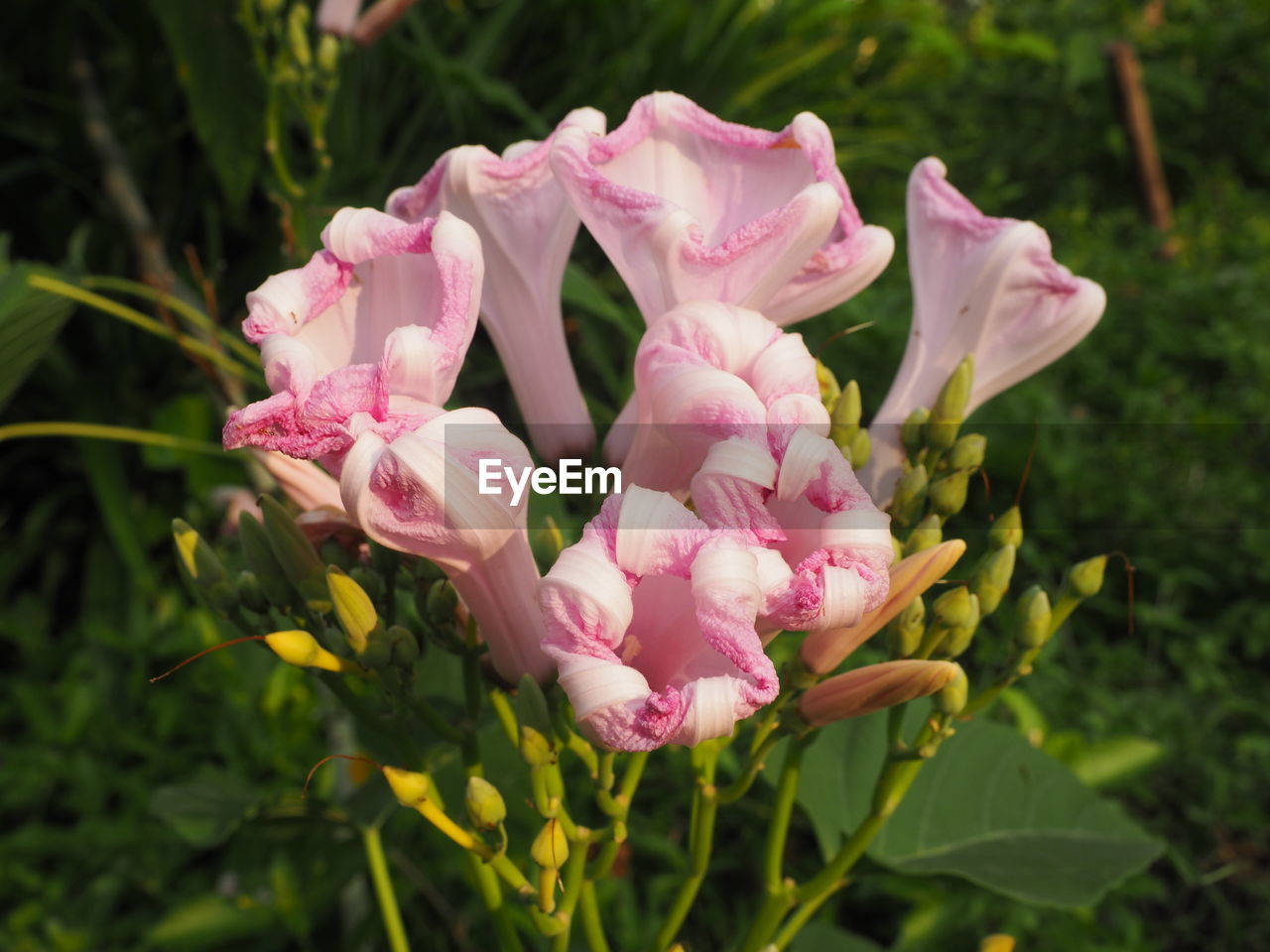 CLOSE-UP OF PINK ROSE FLOWERING PLANT