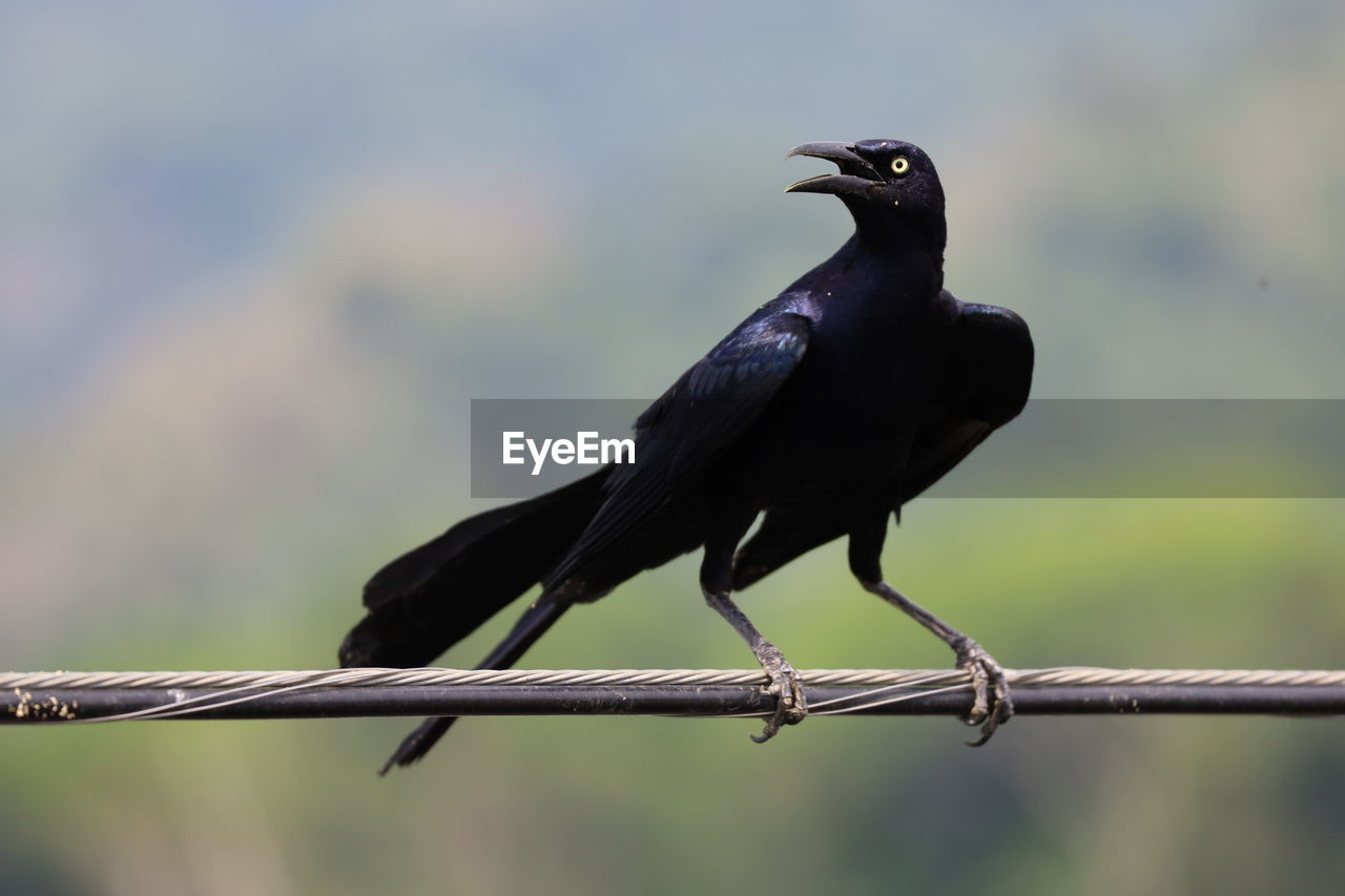 Close-up of bird perching on branch