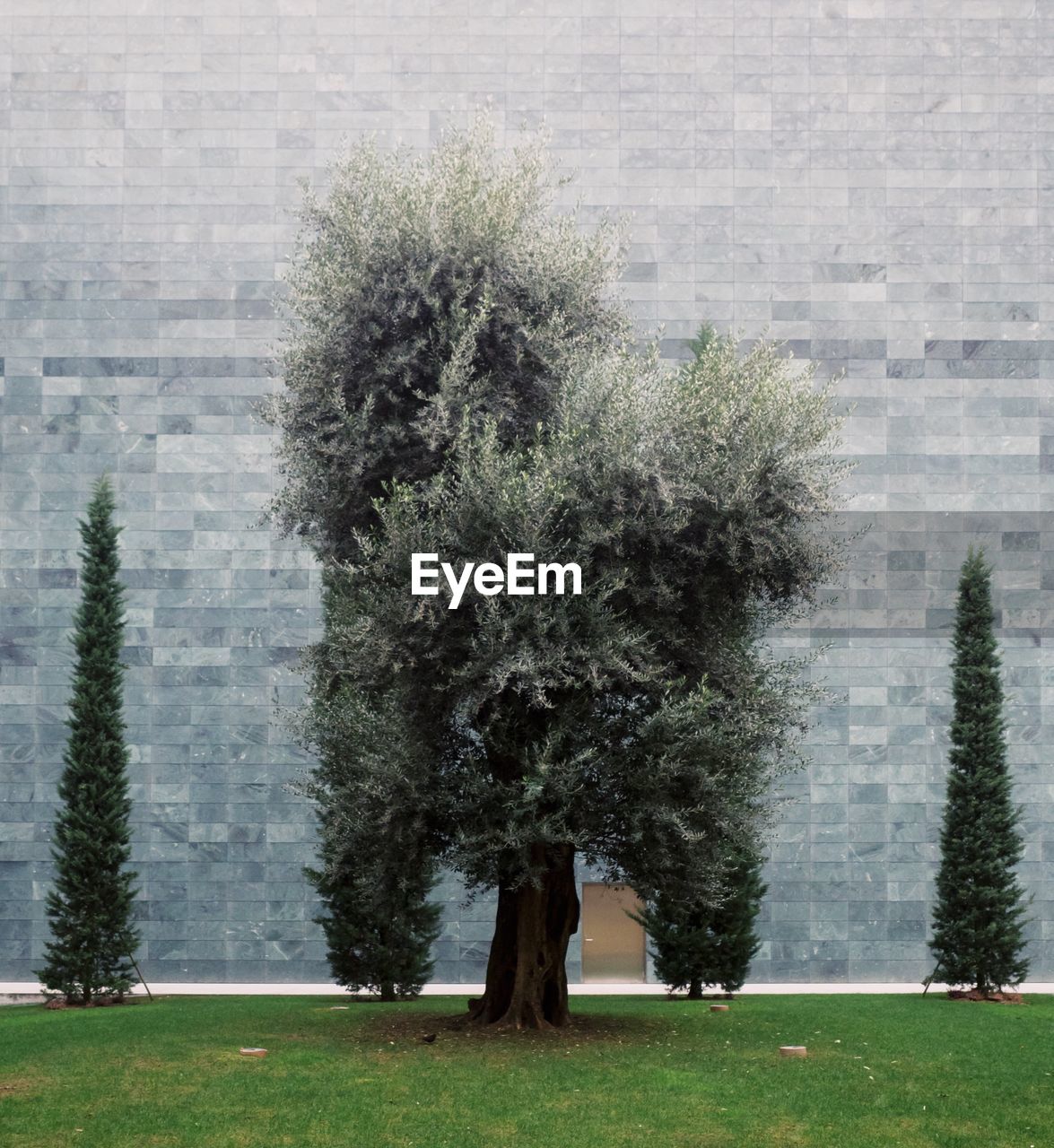 Trees in front of wall