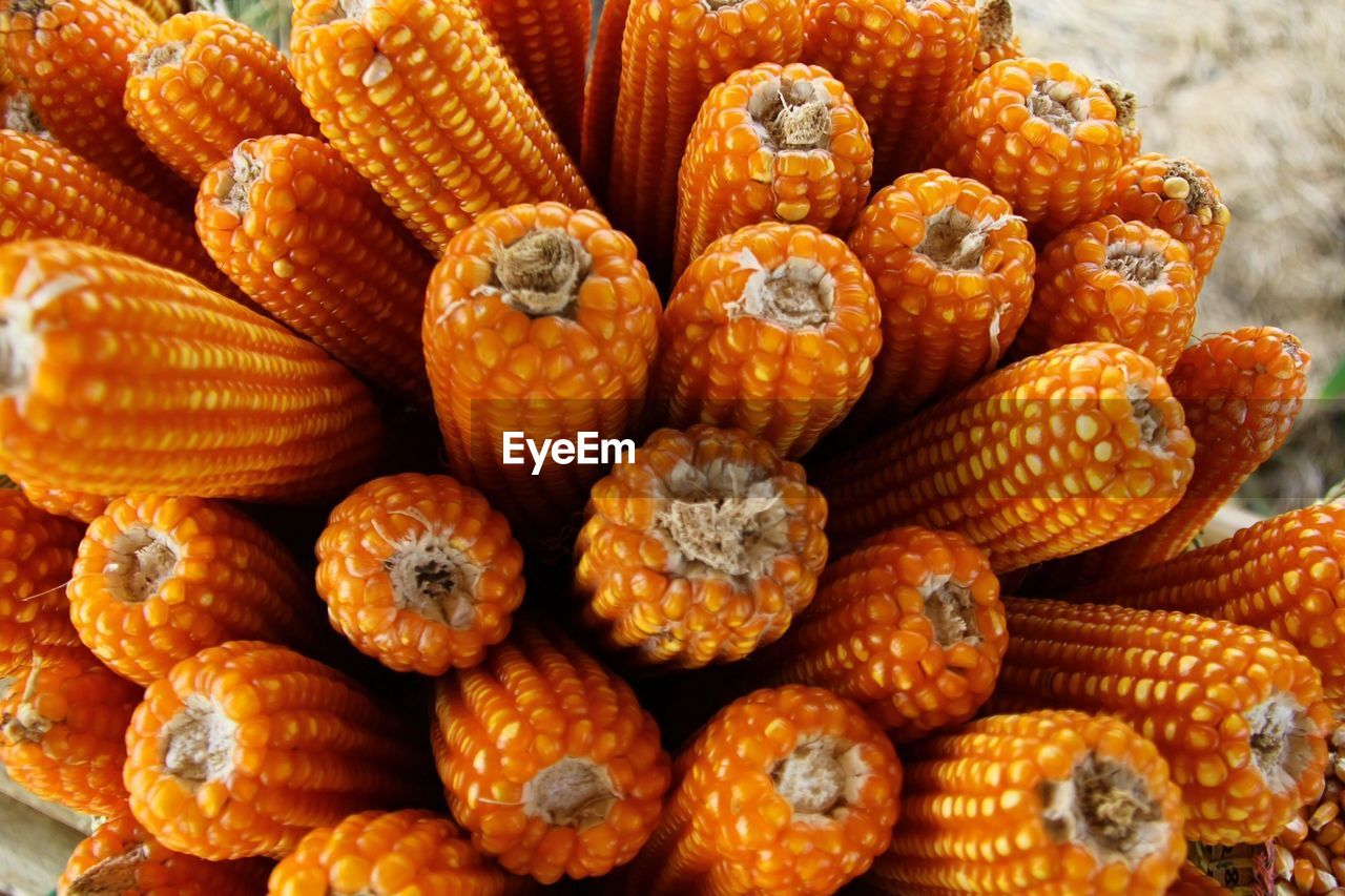 High angle view of corns outdoors