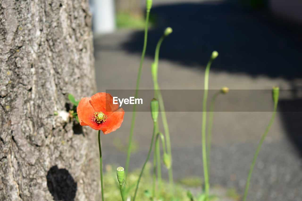 Close-up of orange poppy flower