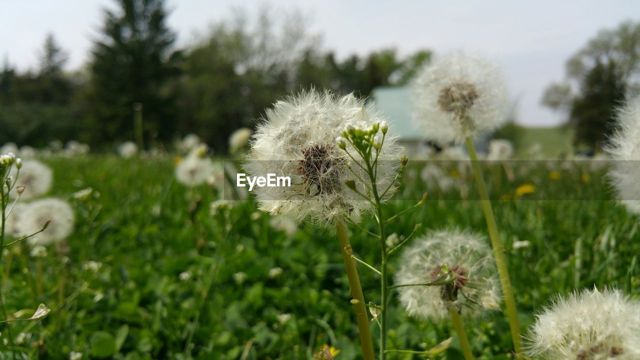 Close-up up of dandelion flowers in field