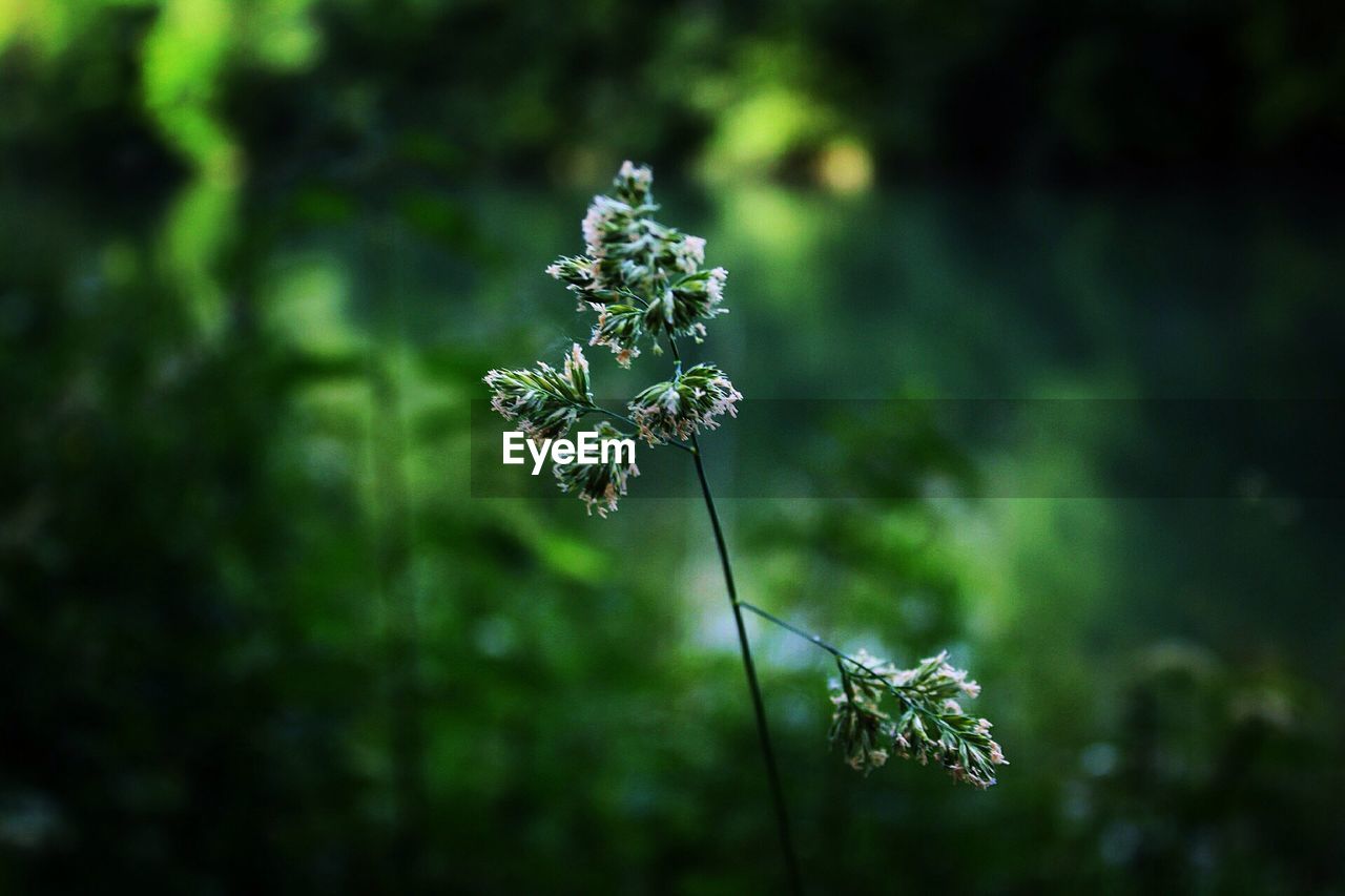 Close-up of wilted flower on field