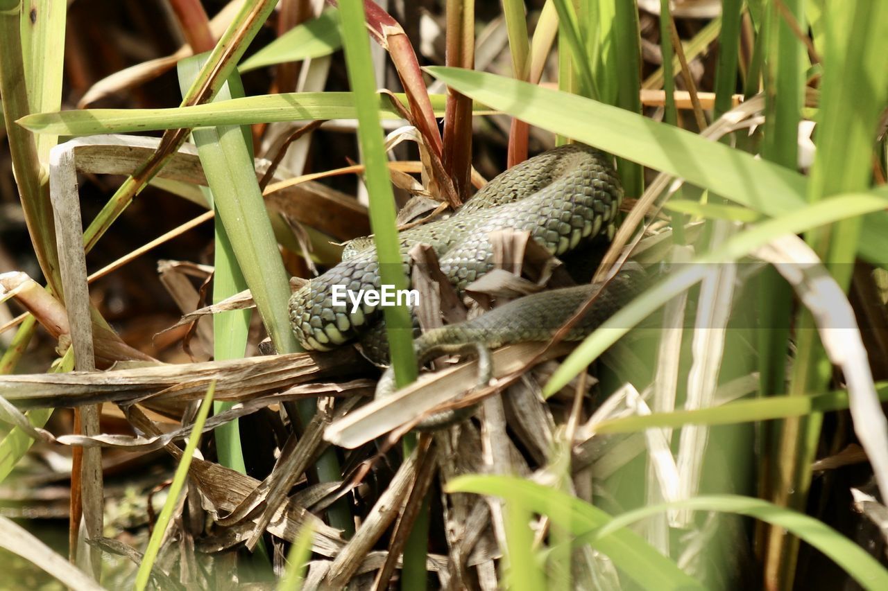 Close-up of lizard on ground