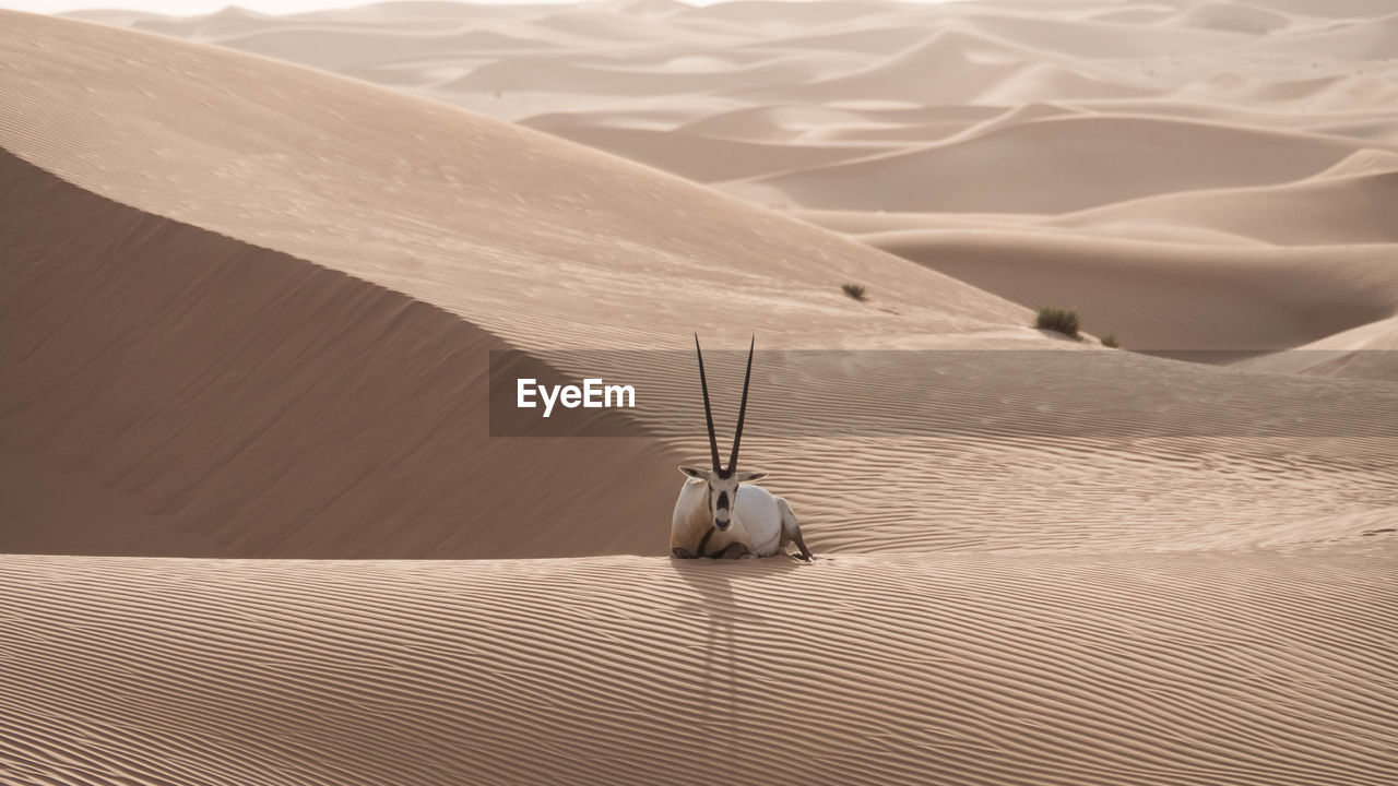 Arabian oryx relaxing on sand dune at desert
