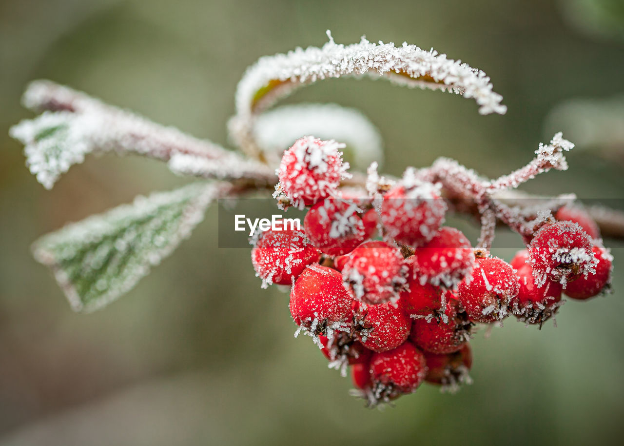 CLOSE-UP OF FROZEN BERRIES ON PLANT