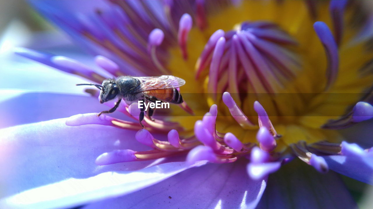 Close-up of bee on purple water lily