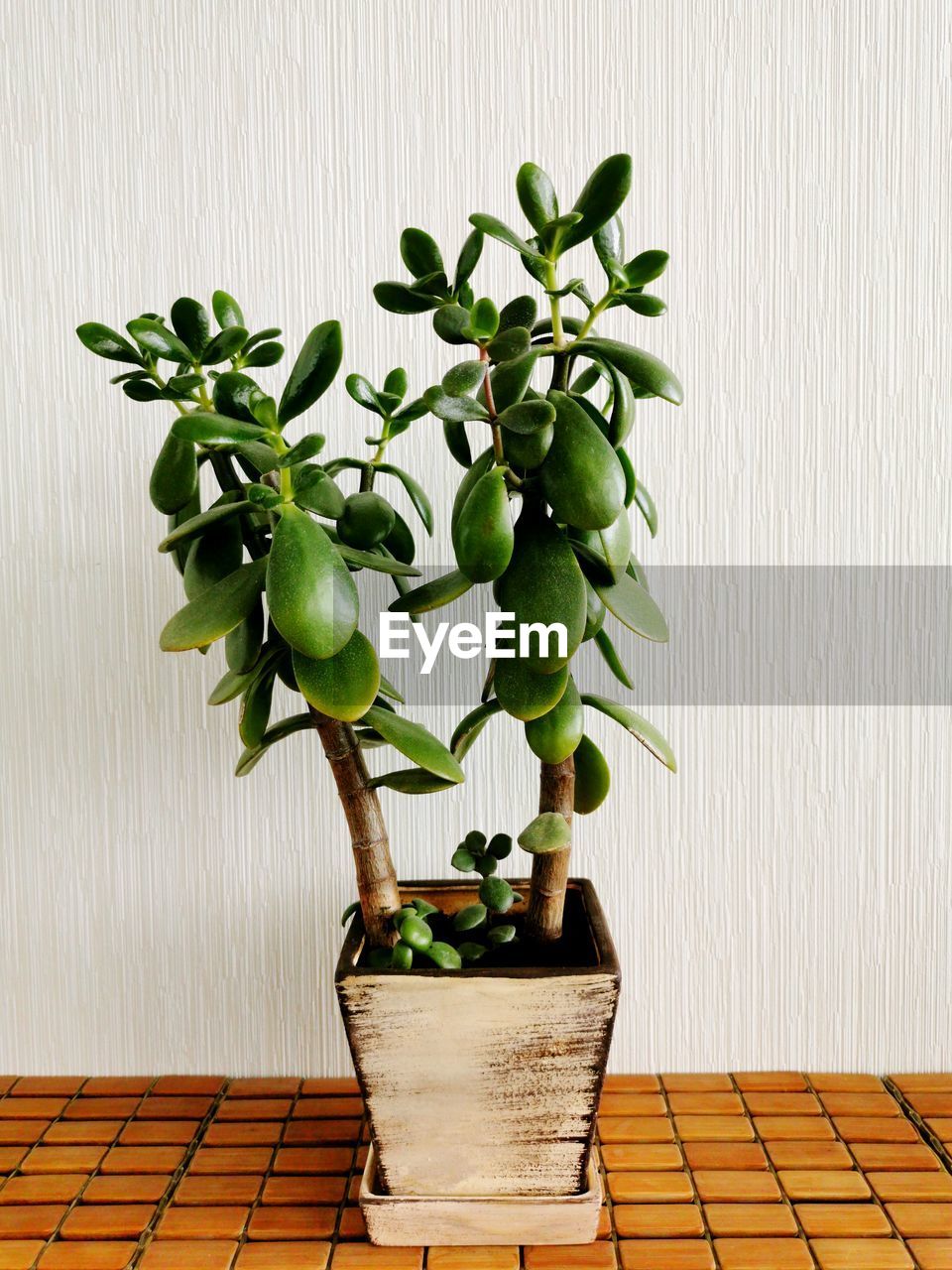 CLOSE-UP OF POTTED PLANT ON TABLE