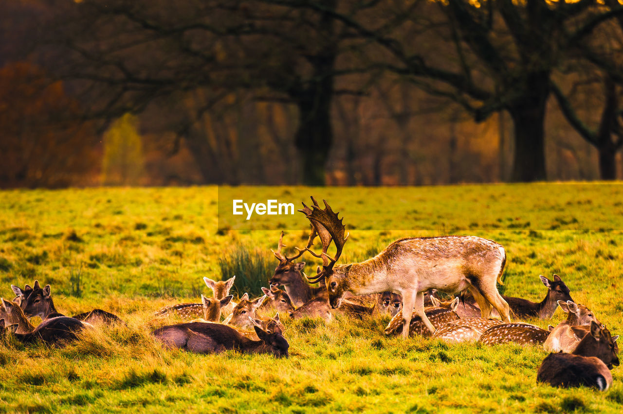 Wild deer richmond park