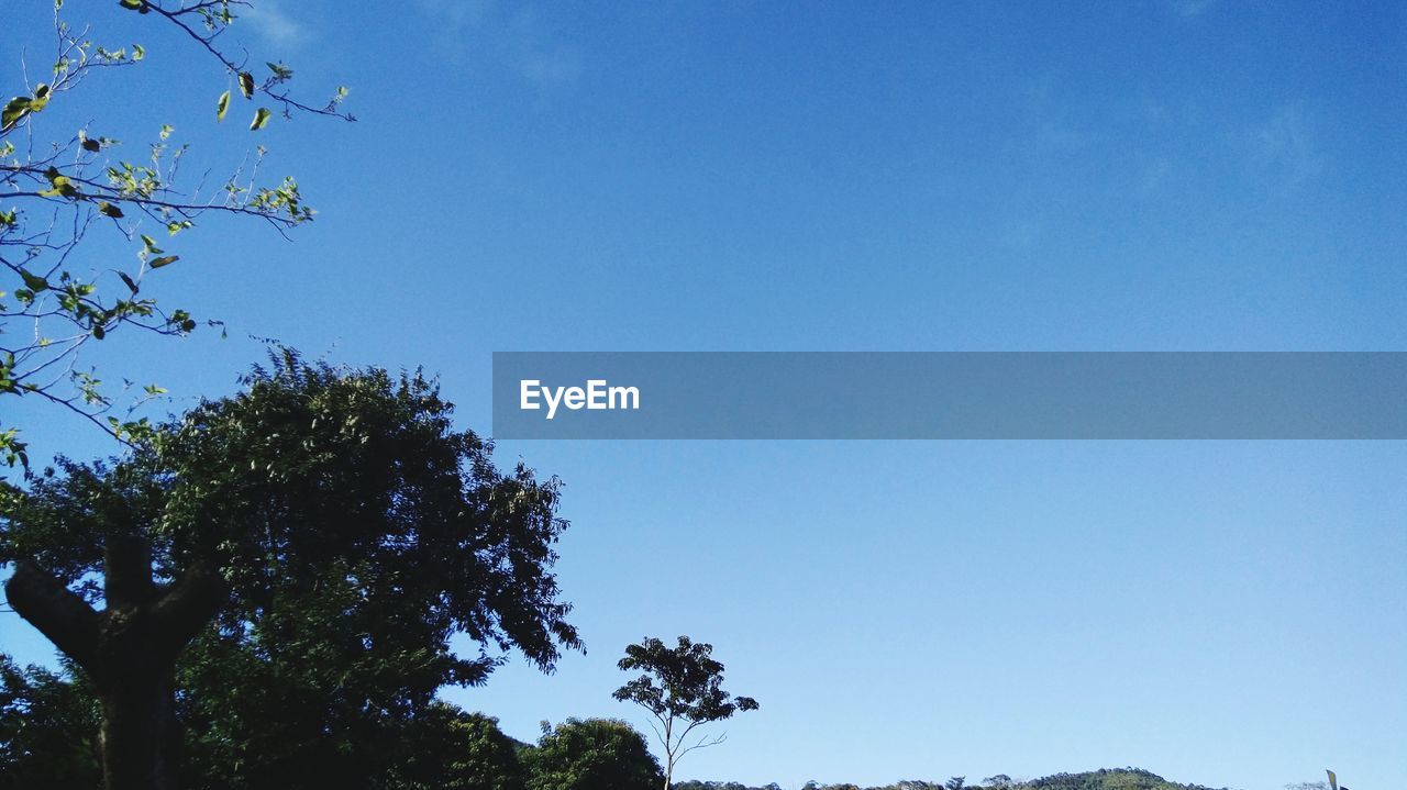 LOW ANGLE VIEW OF TREE AGAINST CLEAR BLUE SKY