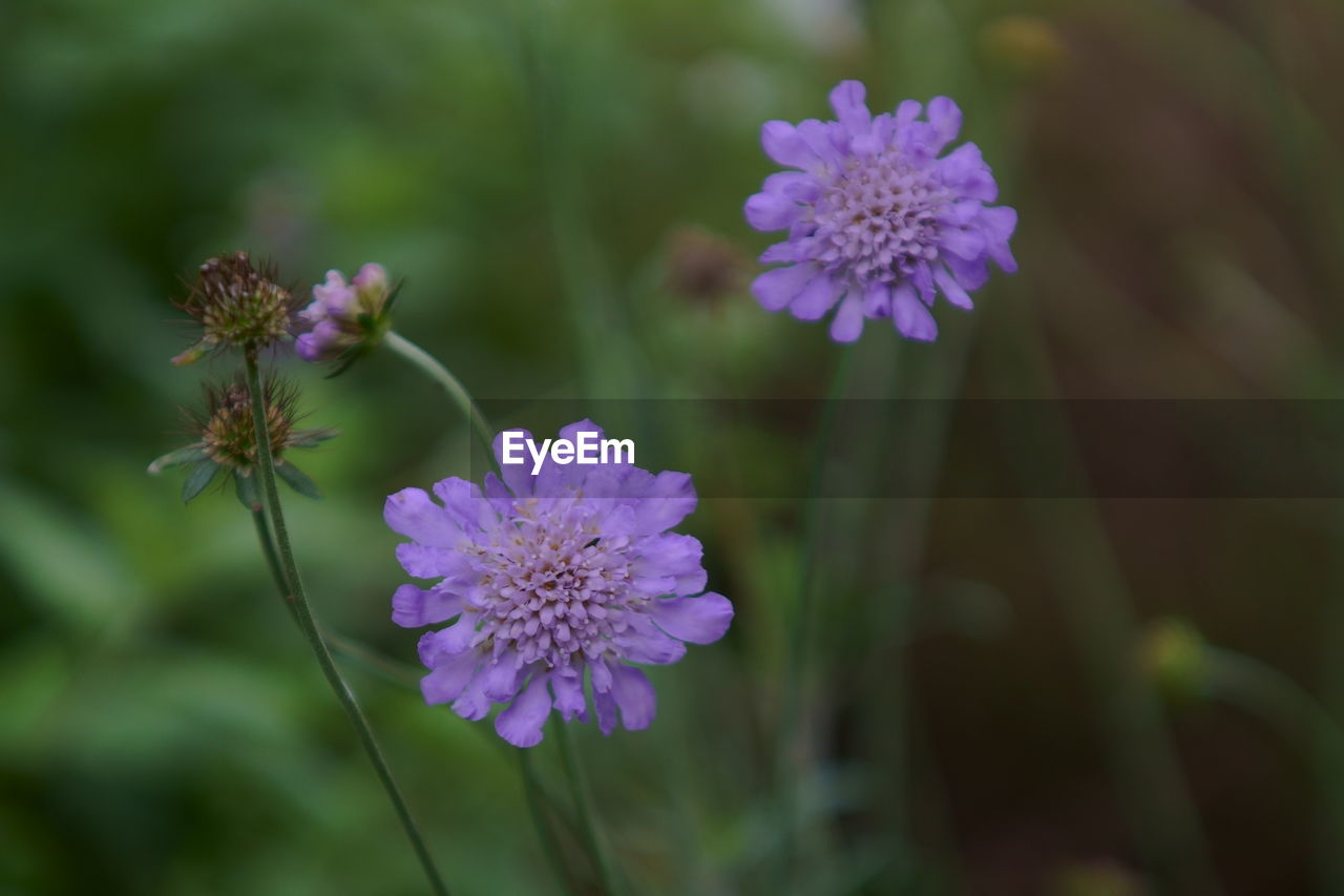 CLOSE-UP OF PURPLE FLOWERING PLANT IN FIELD