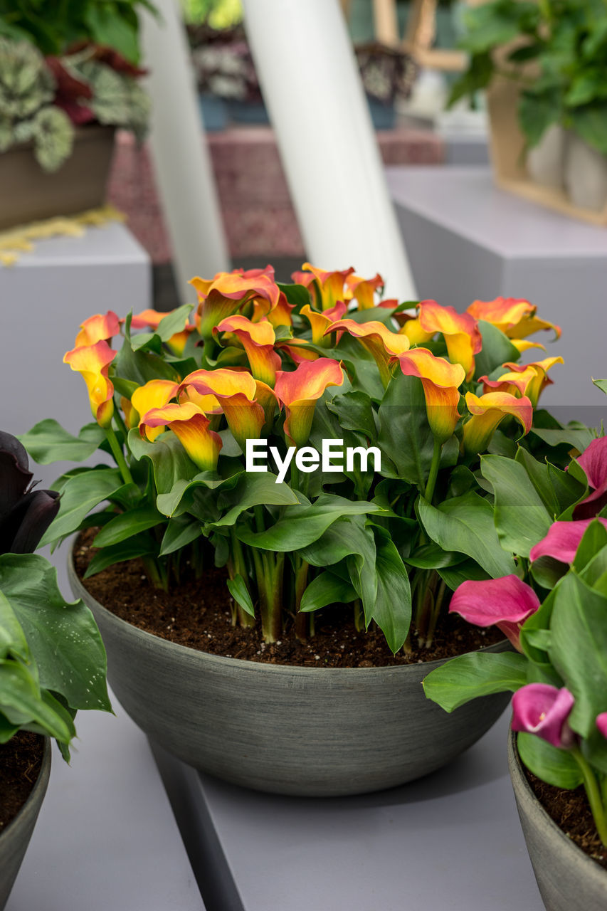 CLOSE-UP OF POTTED PLANT WITH FLOWER POT