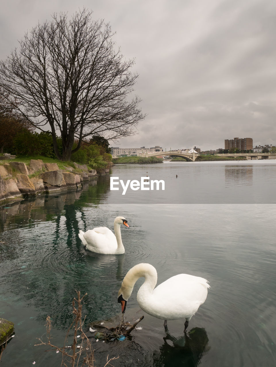 water, bird, animal wildlife, animal themes, wildlife, swan, animal, reflection, lake, nature, water bird, group of animals, ducks, geese and swans, tree, sky, no people, white, cloud, beauty in nature, plant, day, swimming, bare tree, outdoors, goose, mute swan, travel destinations, architecture, tranquility, two animals