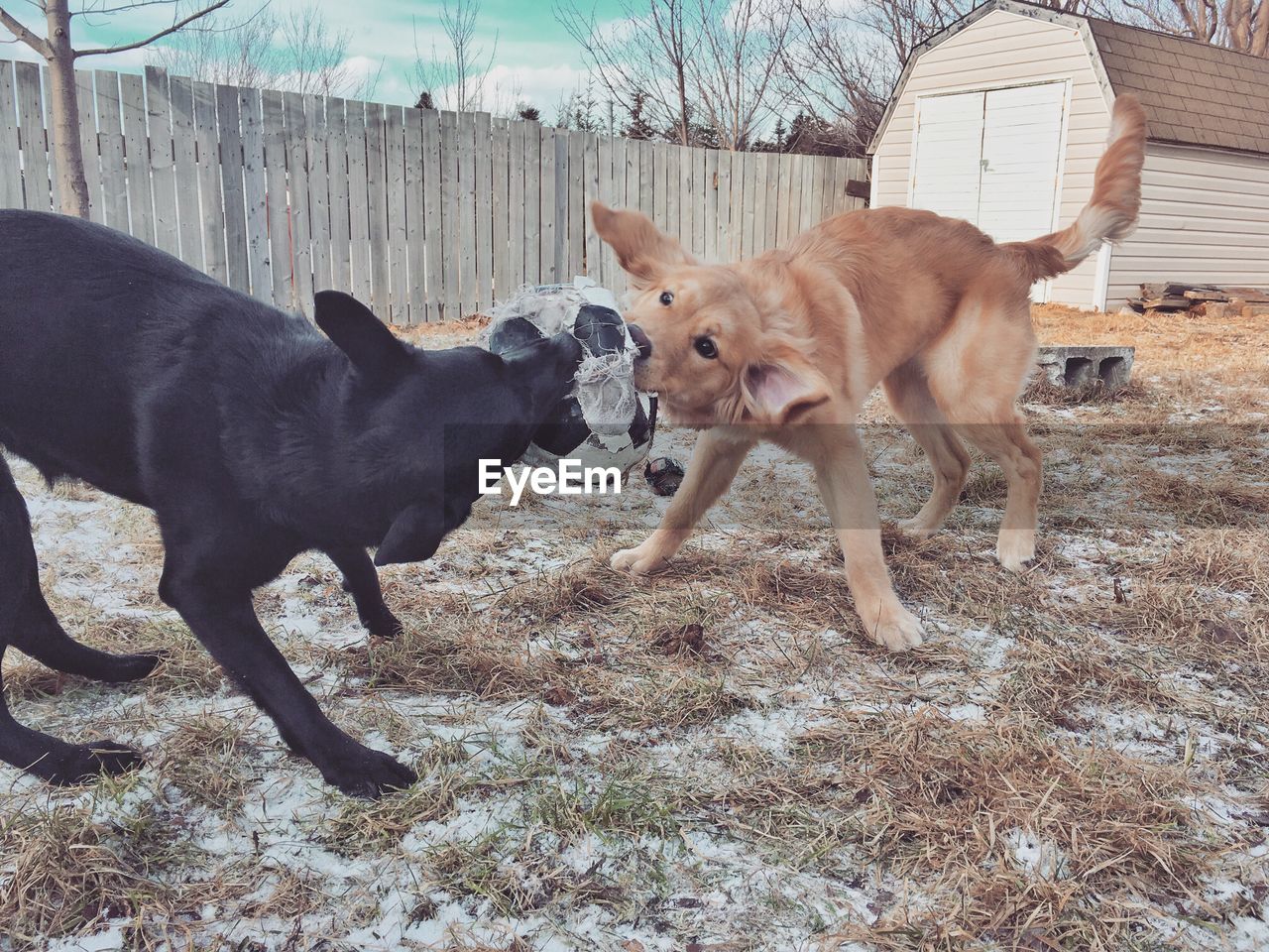 VIEW OF DOGS PLAYING