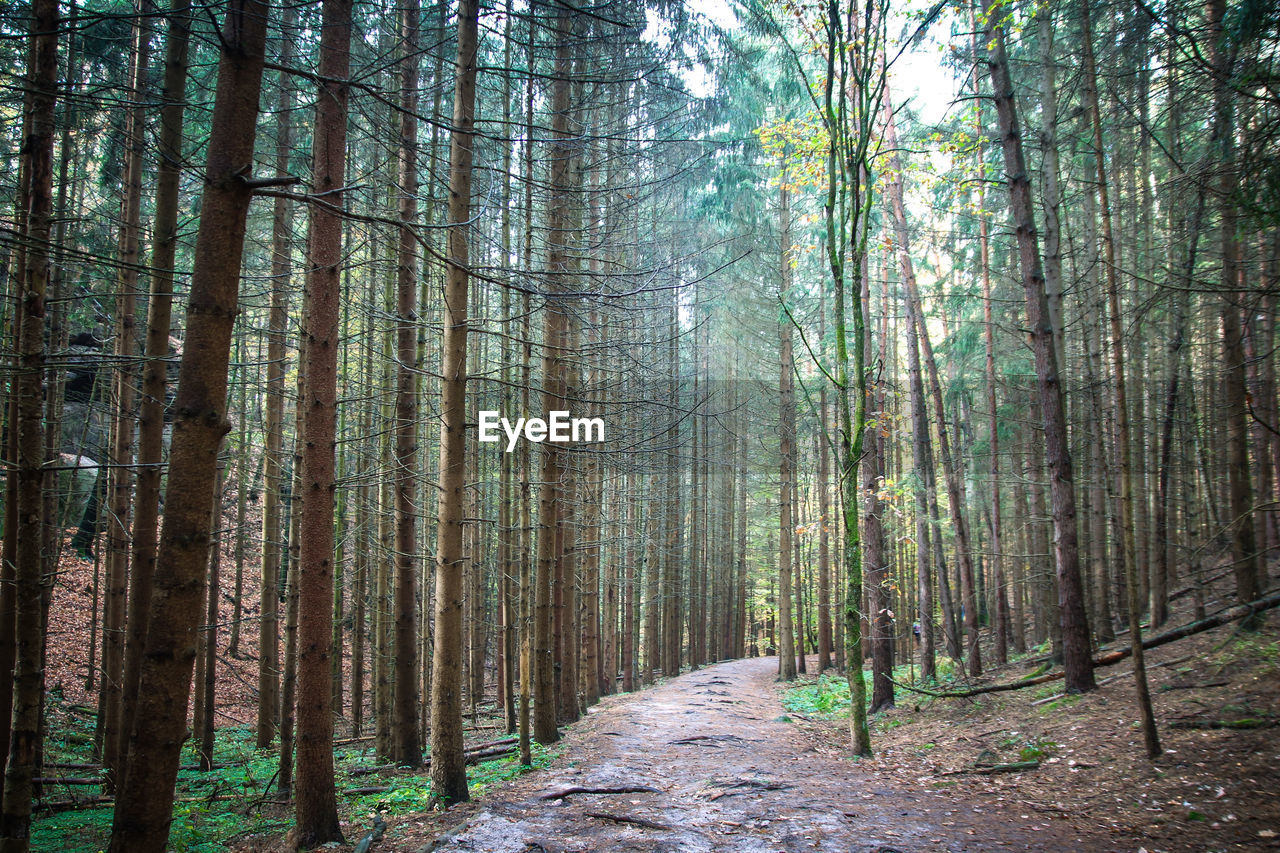 Walkway amidst trees in forest