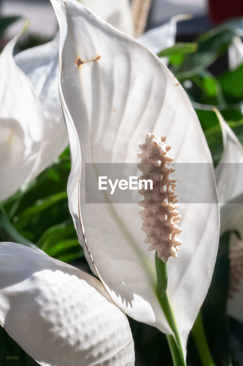 CLOSE-UP OF WHITE ROSE