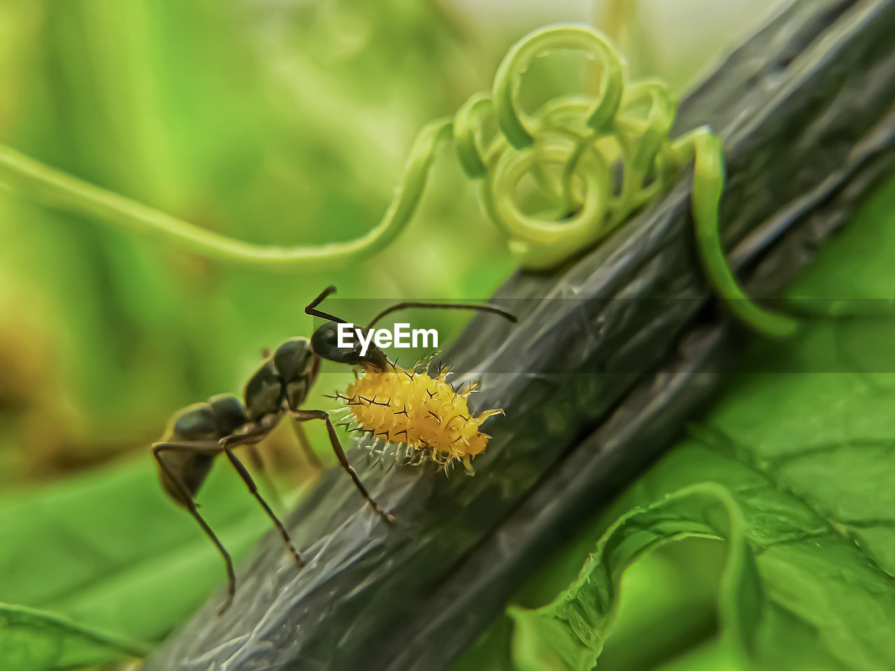 CLOSE-UP OF INSECT ON LEAF