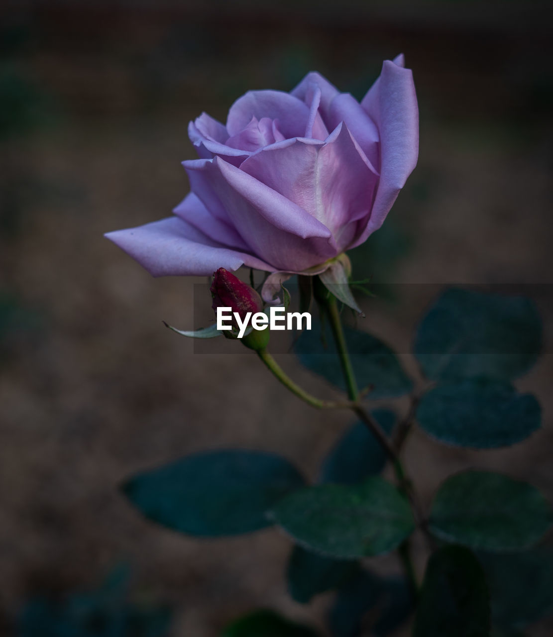 CLOSE-UP OF PINK ROSE IN PLANT