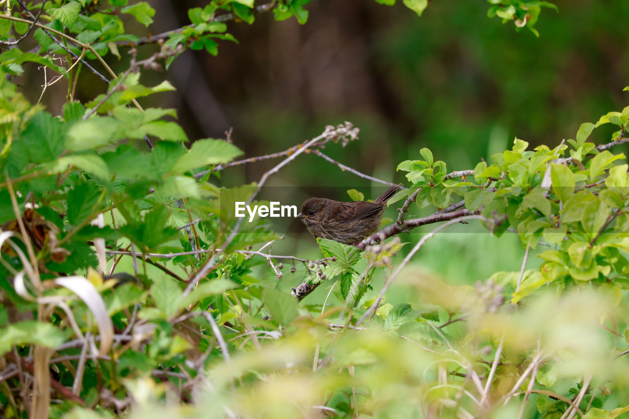 animal, animal themes, animal wildlife, plant, green, wildlife, one animal, nature, branch, tree, bird, environment, no people, selective focus, grass, plant part, forest, leaf, land, outdoors, flower, travel destinations, mammal, social issues, reptile, beauty in nature, tourism, environmental conservation, travel