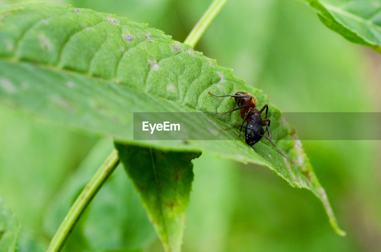 Close-up of ant on green leaf