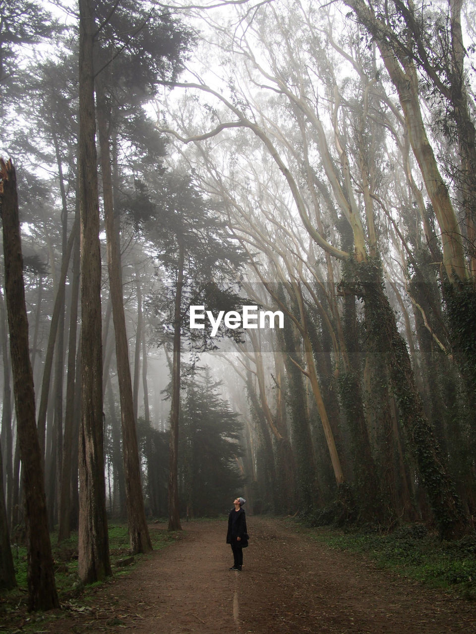 Man standing on dirt road amidst trees in forest during foggy weather at presidio park