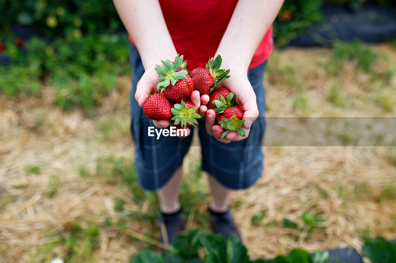 Low section of boy holding strawberries