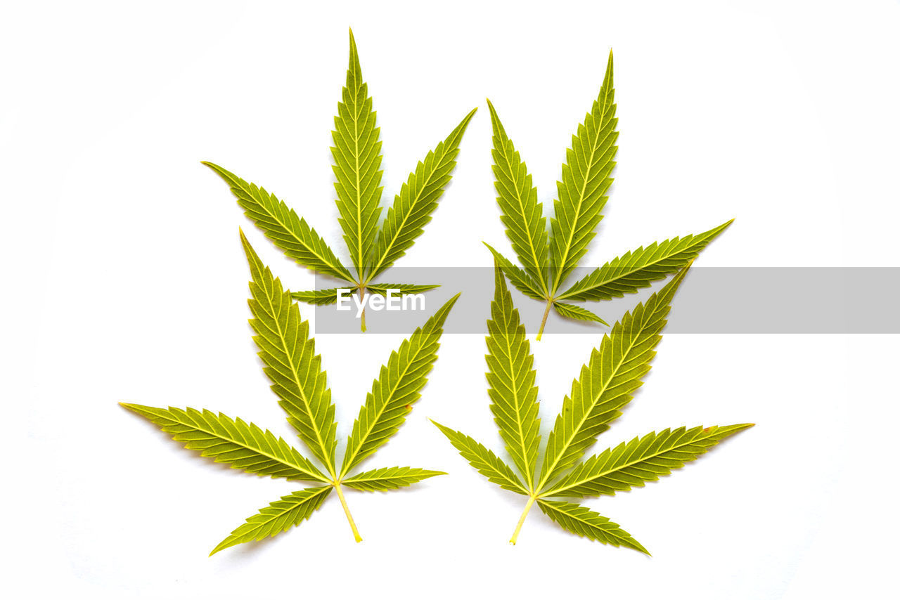 cannabis, cannabis plant, healthcare and medicine, medicine, leaf, narcotic, herb, plant part, herbal medicine, recreational drug, plant, alternative medicine, green, cannabis - narcotic, food and drink, cut out, medical cannabis, food, white background, nature, studio shot, social issues, no people, tree, indoors