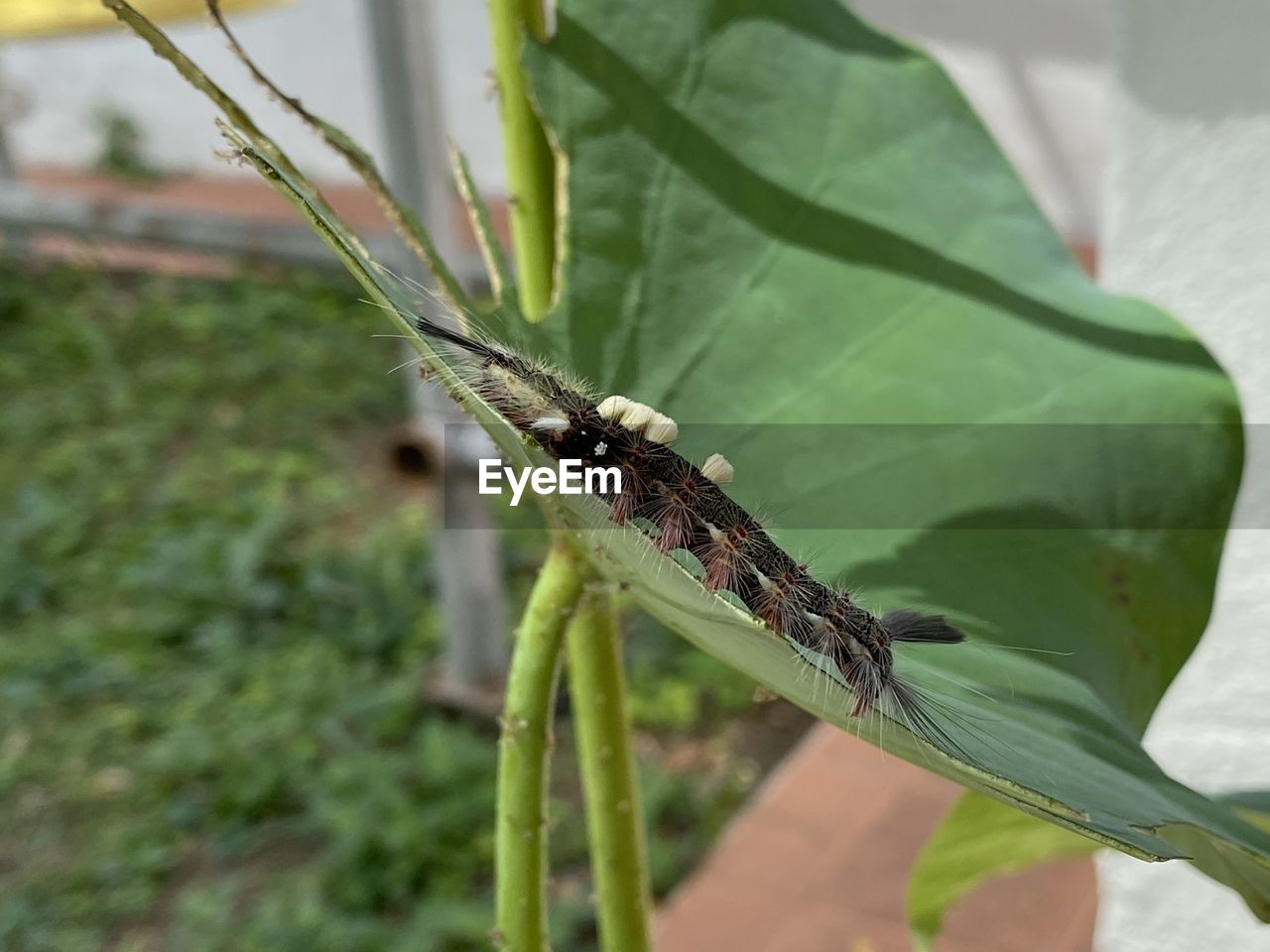 CLOSE-UP OF GRASSHOPPER