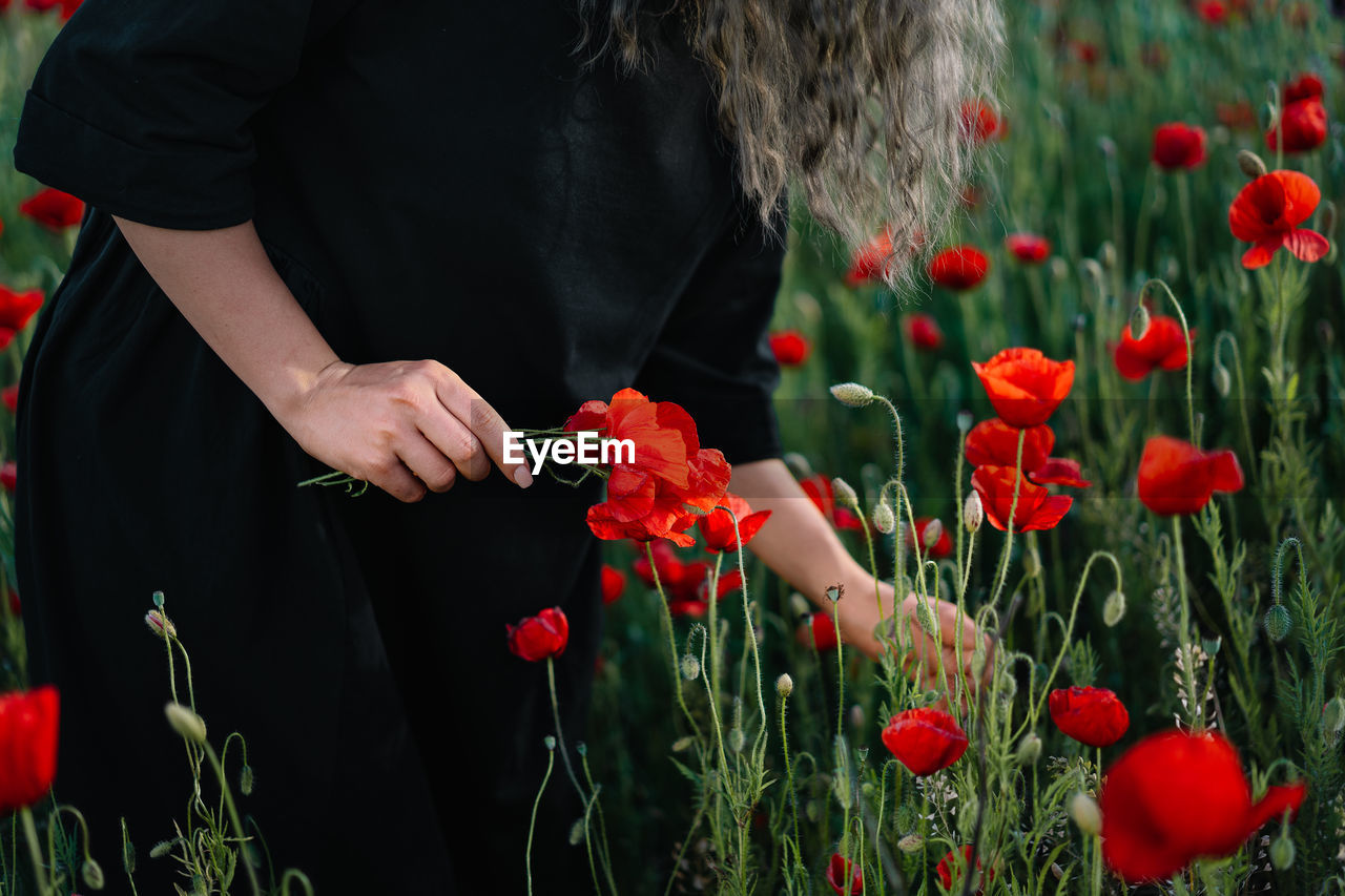 Close-up of woman in black dress picking poppy flowers in summer