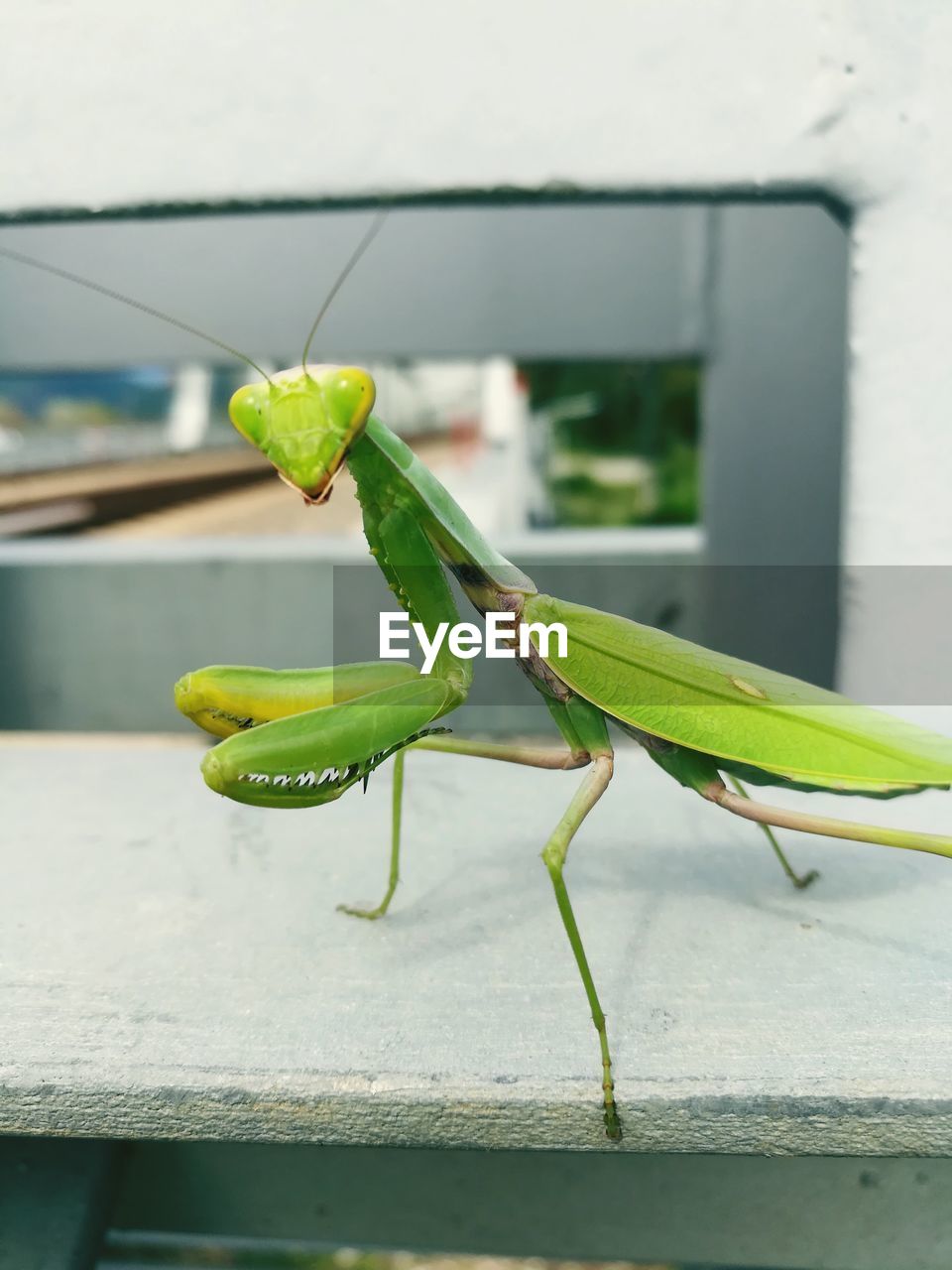 CLOSE-UP OF GREEN INSECT ON LEAF