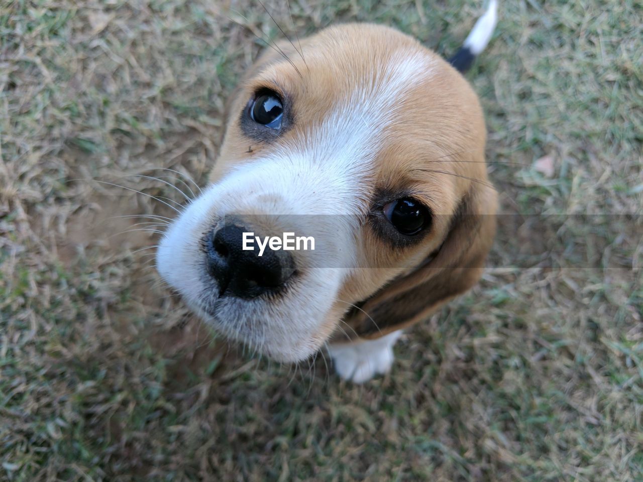 Close-up portrait of puppy