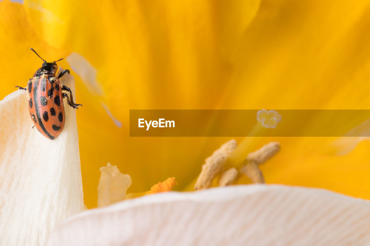 CLOSE-UP OF INSECT POLLINATING FLOWER