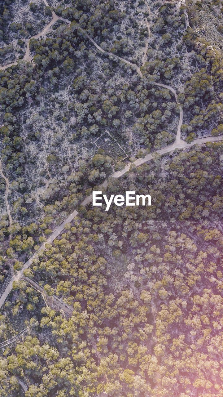 High angle view of trees on land