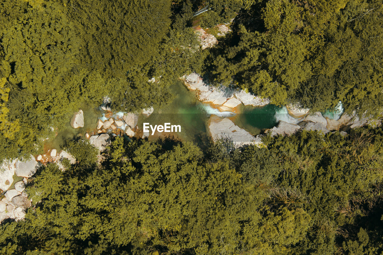 HIGH ANGLE VIEW OF PLANTS GROWING ON LAKE