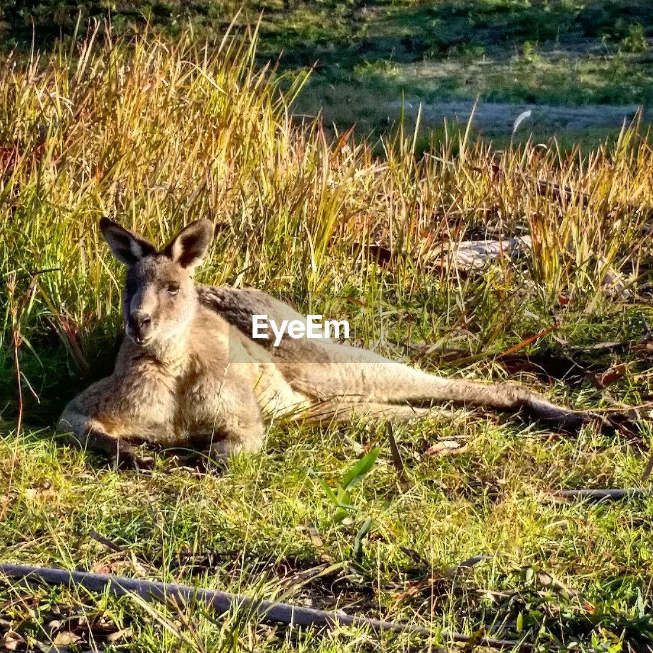 CLOSE-UP OF RABBIT ON FIELD