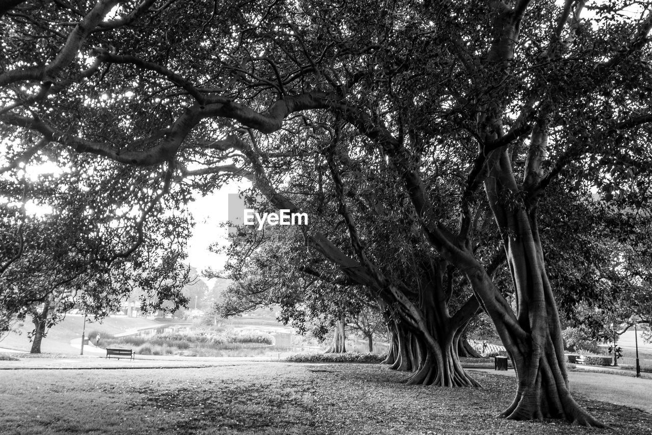 Trees on field in park