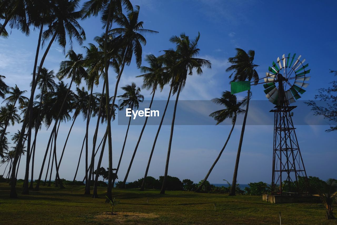 LOW ANGLE VIEW OF PALM TREES IN FIELD AGAINST SKY