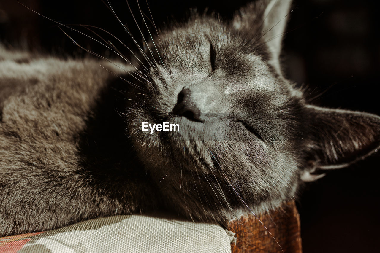 Nice gray cat, sleeping with the rays of the afternoon sun, close up