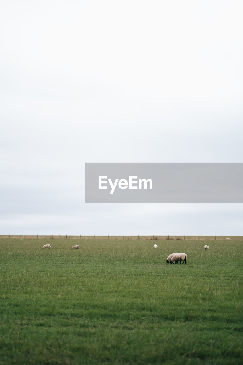 View of sheep grazing in field