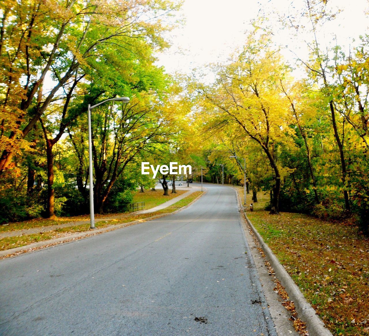 Empty road amidst trees against sky